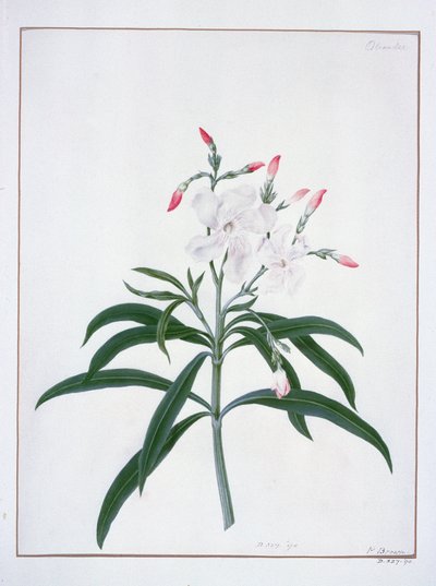 花学、18世紀（水彩） 作： Peter Brown